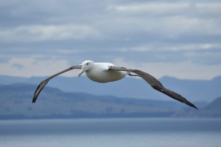 an albatross in flight