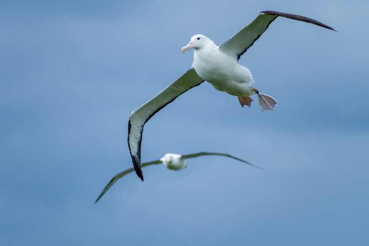 Albatross in flight