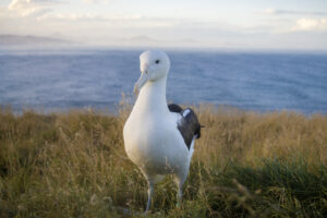 a bird standing in front of a body of water