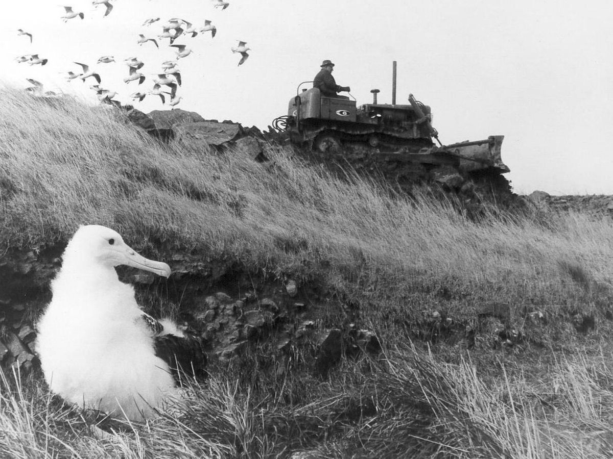 Albatross-chick-and-bulldozer a herd of sheep standing on top of a dry grass field