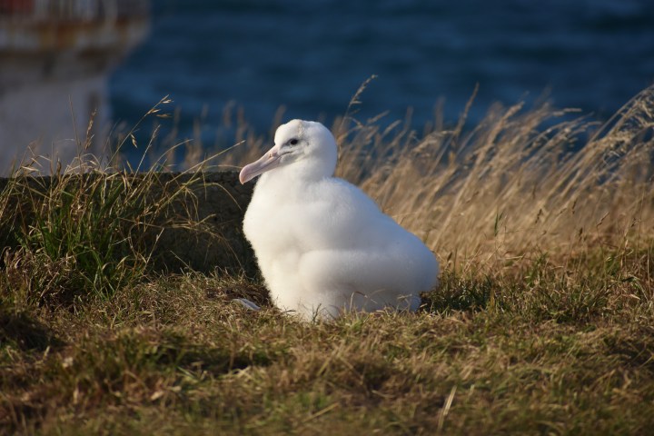 a bird standing next to a body of water