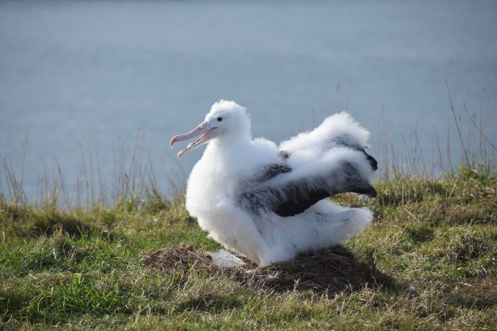 a 6 month old albatross chick