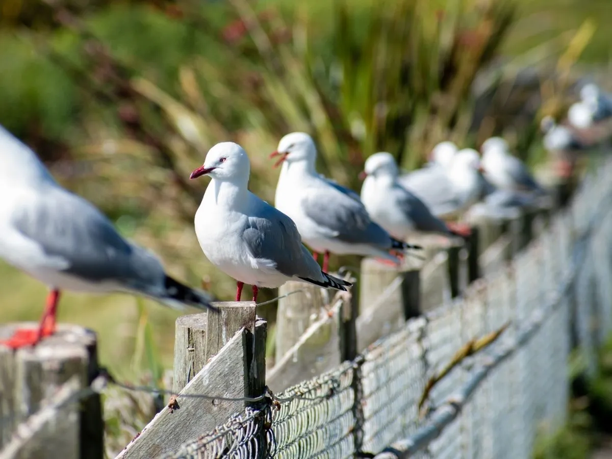 a bird standing on top of a wooden fence