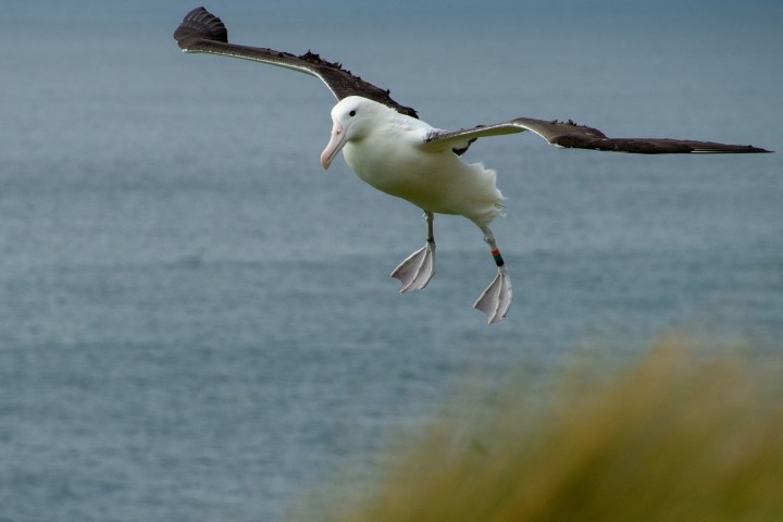 a bird standing next to a body of water