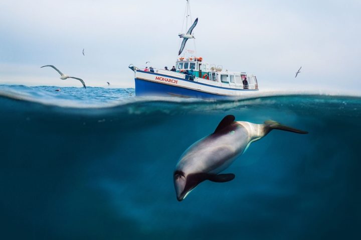 a close up of a bird flying over a body of water