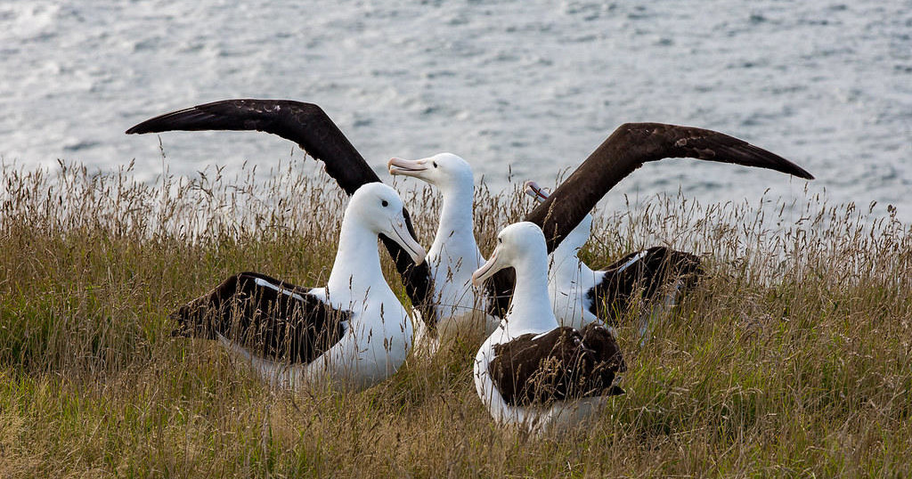 Royal Albatross Centre, Taiaroa Head
