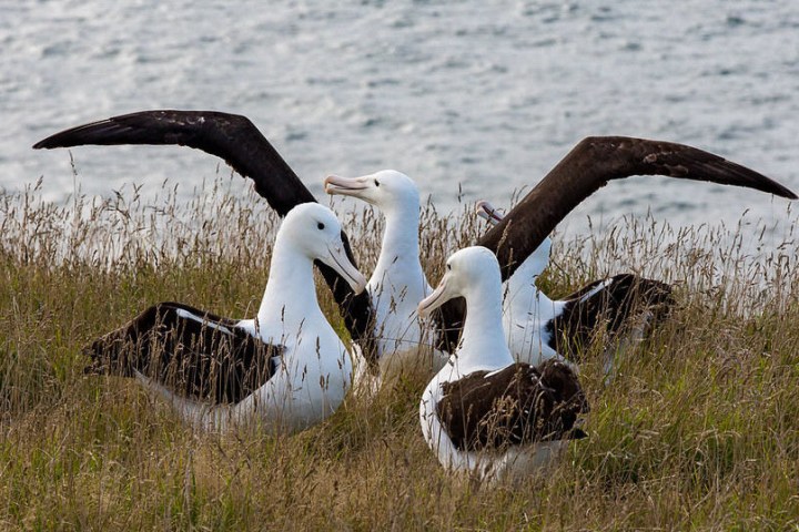 a flock of seagulls standing next to a body of water