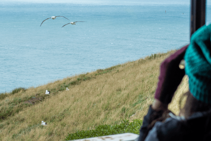 guest viewing albatross