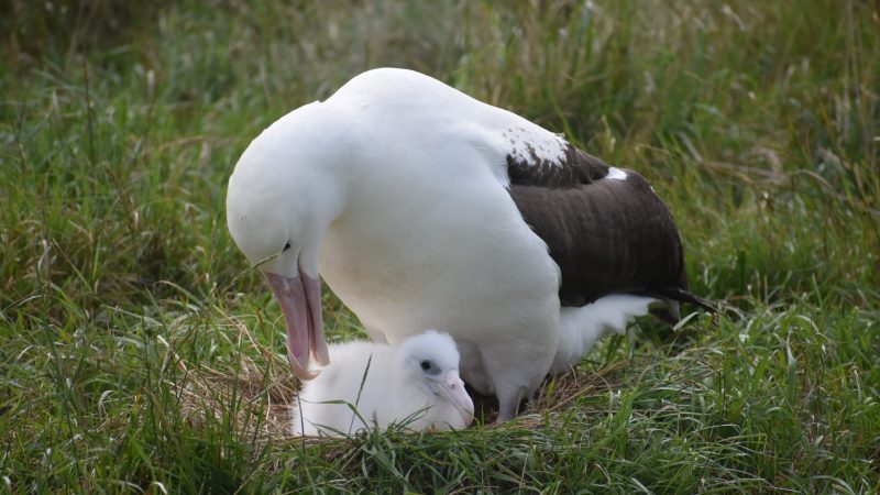 adult Albatross guarding chick