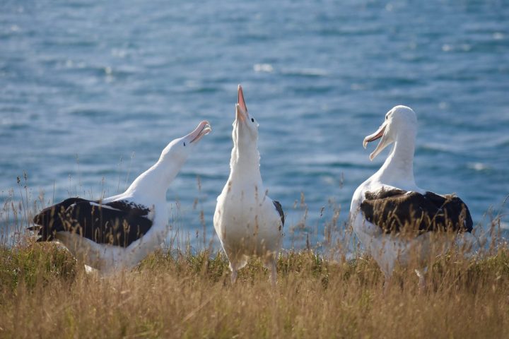 Albatross socialising