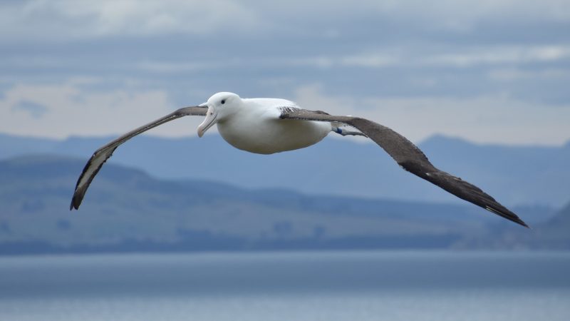 Northern Royal Albatross in flight