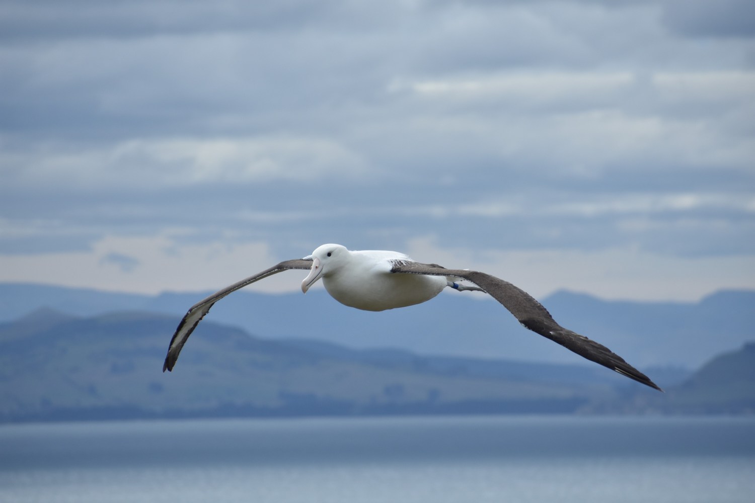 a bird flying over a body of water