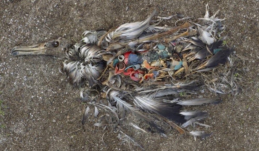 plastic fragments in seabird stomach