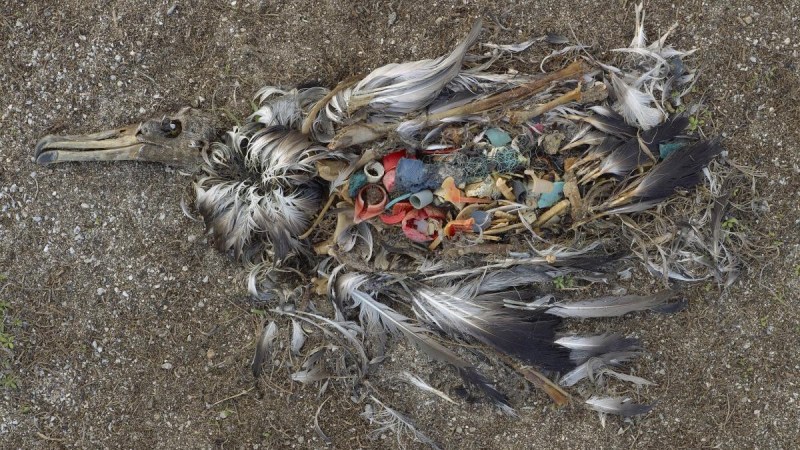 plastic fragments in seabird stomach