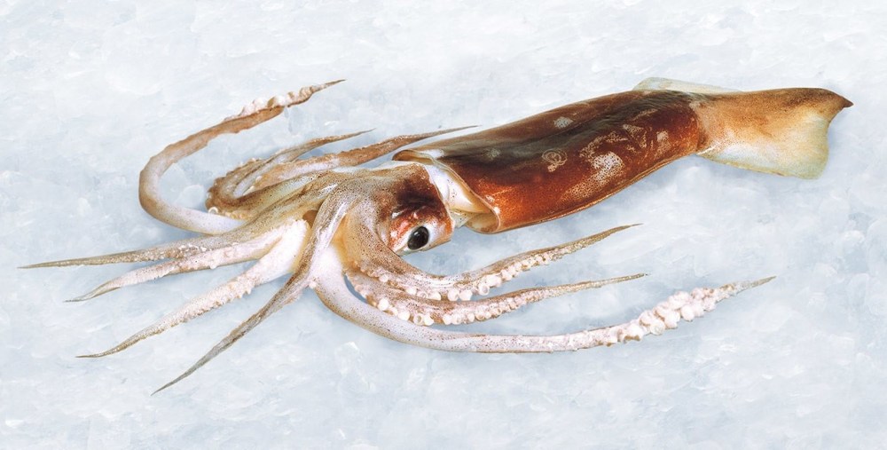 arrow squid