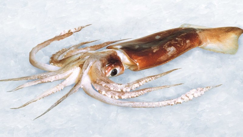 arrow squid