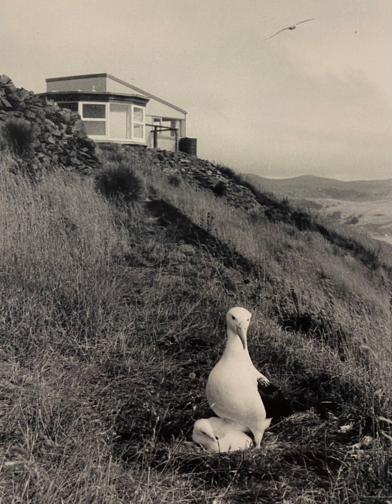 a bird standing on a lush green field