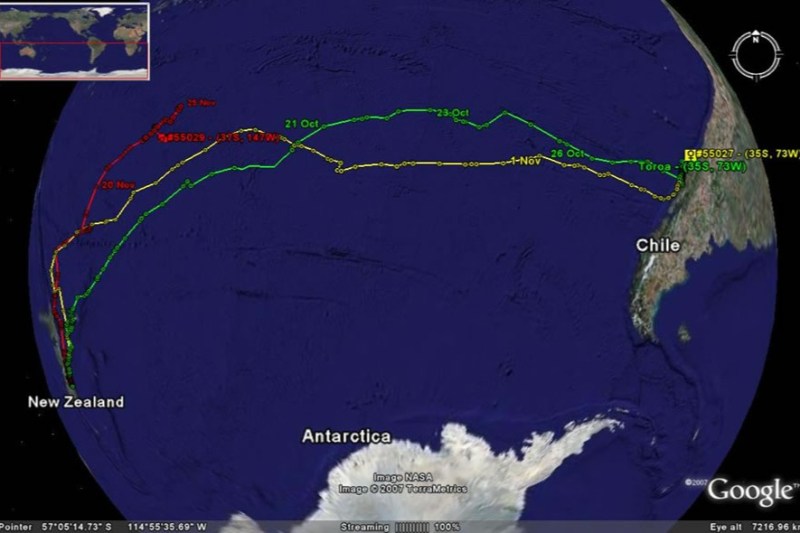 Map showing tracked paths from New Zealand to Chile across the Pacific Ocean.