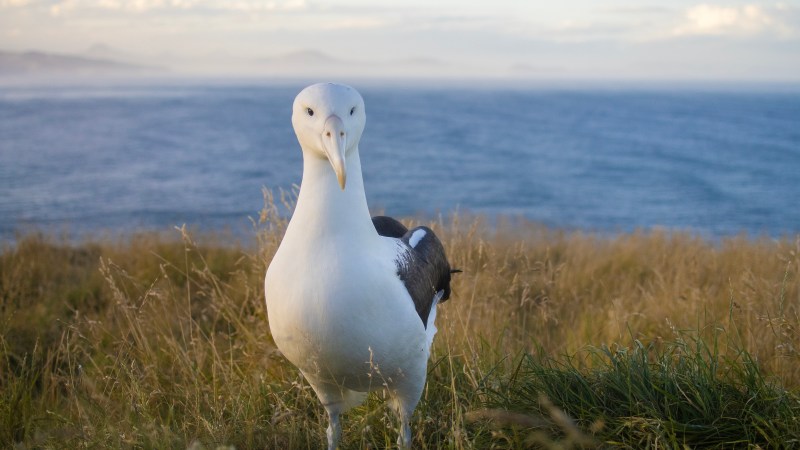 Albatross standing in grass with ocean and mountains in background.