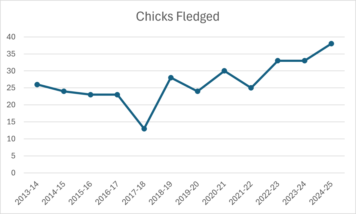 Line graph showing chicks fledged from 2013 to 2025 with upward trend.