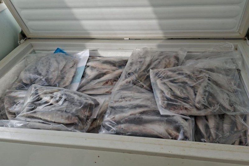 Frozen fish in sealed bags inside a chest freezer.