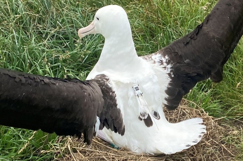 Albatross with GPS tracker on back, wings spread, sitting on grassy nest.