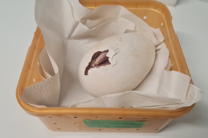 Egg hatching in a tray with paper towels.