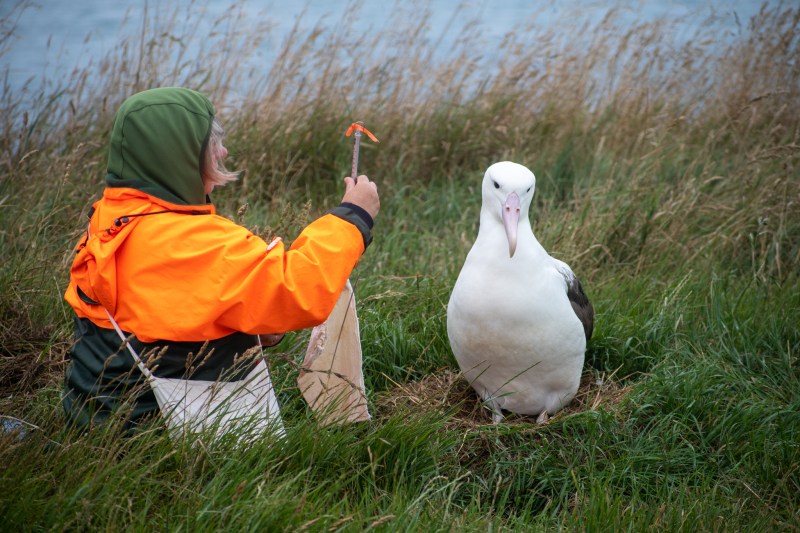 Person in orange jacket observing a large bird on grass.