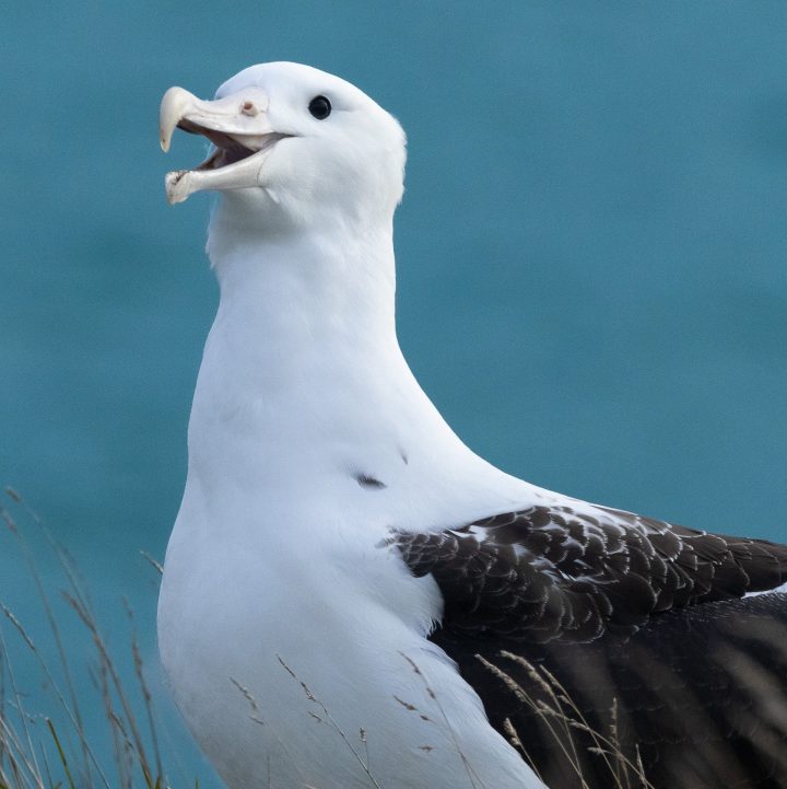 Smiling white albatross with open beak near blue sea background.